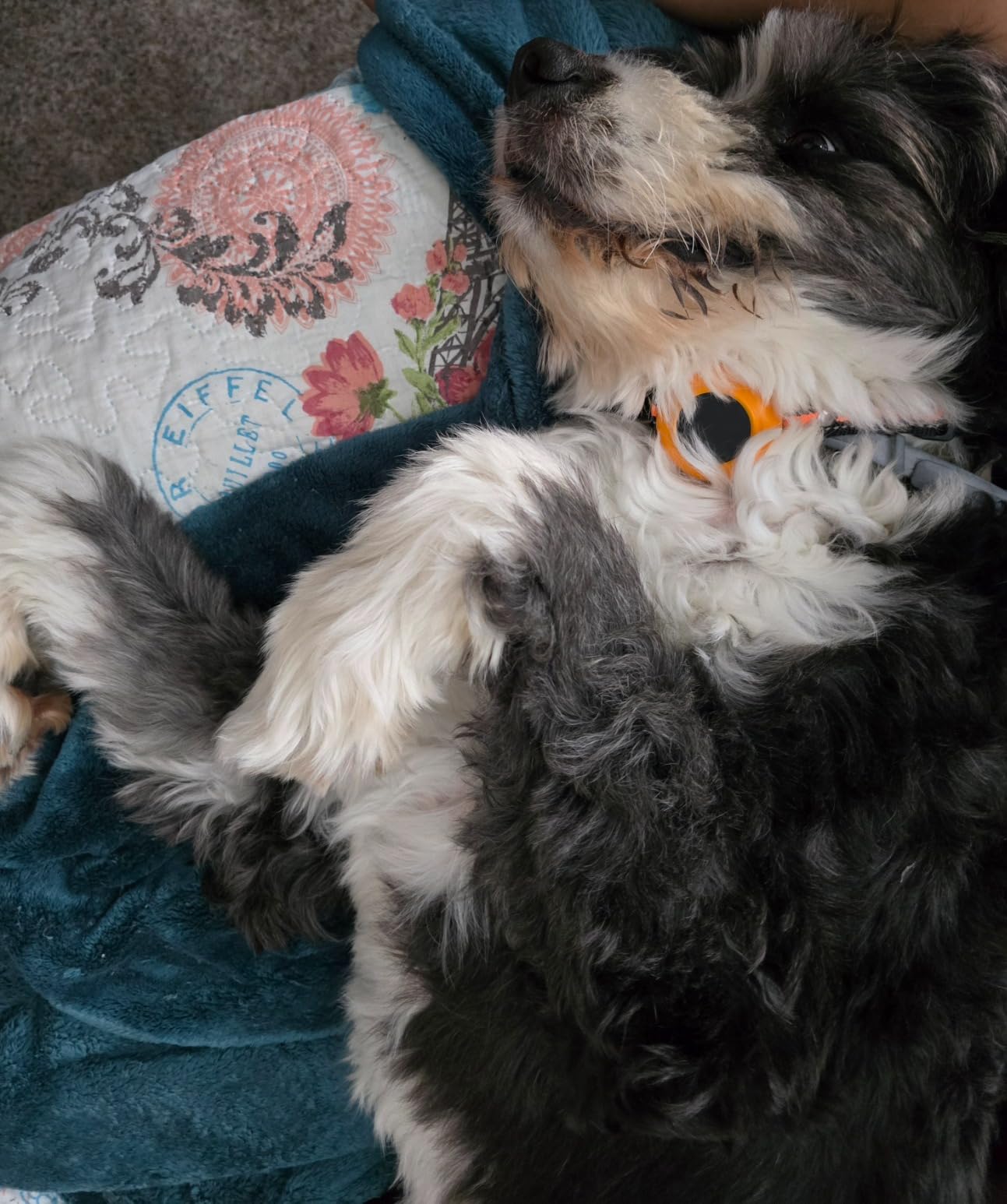 2-in-1 Dog Shock Collar & Dog Bark Collar - Smart Anti Barking Dog Training Collar with 5 Adjustable Sensitivity & 3300FT Remote for All Breeds IP67 Waterproof E-Collar customer photo 1