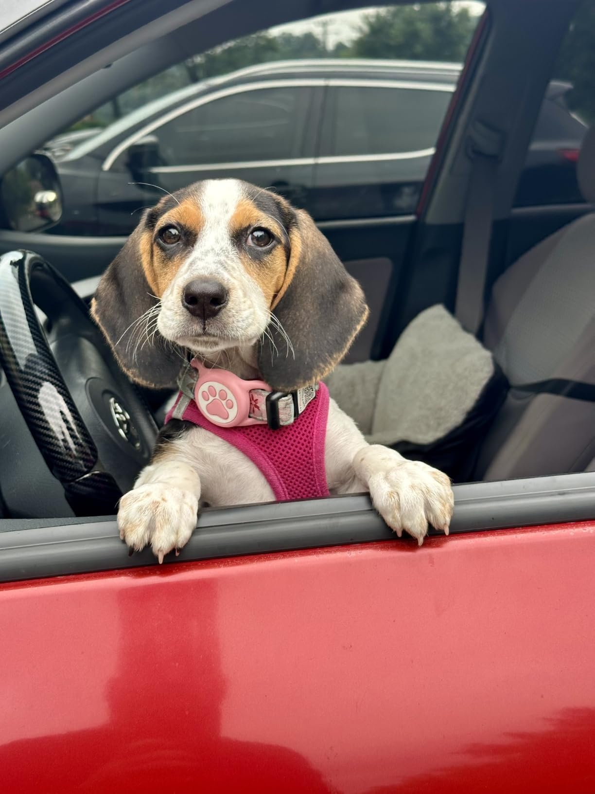 Premium Airtag Dog Collar, with IP68 Waterproof AirTag Holder, Pink, M | Soft, Breathable, Nylon Padded, Reflective, Ultra-Durable Buckle, Adjustable, Comfortable for Small Medium Large Dogs customer photo 1