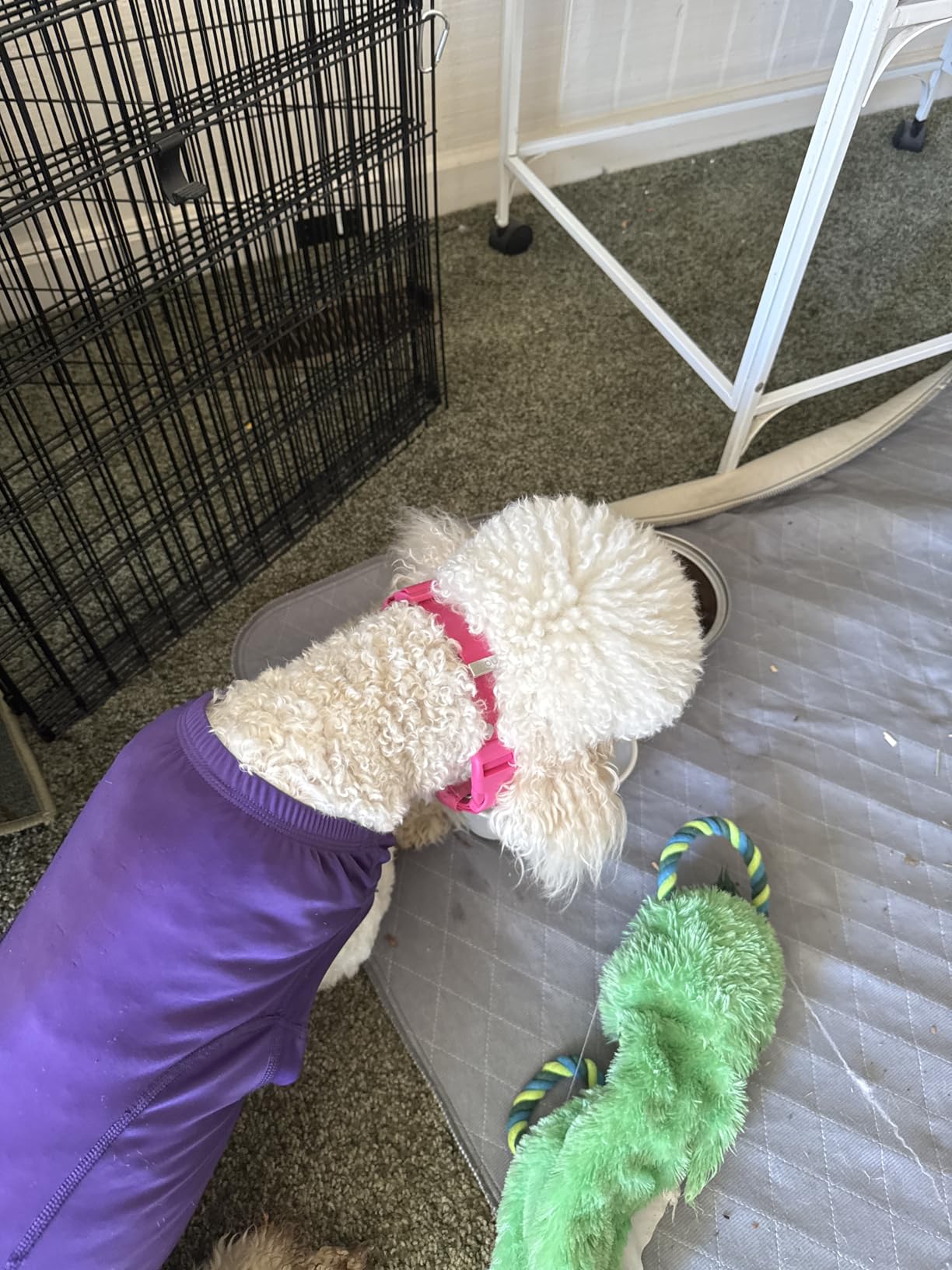 Halo Collar 5 GPS Wireless Dog Fence | Keep Your Dog Safe with Custom Boundaries, Real-Time Tracking, and Instant Alerts at Home, Away, or Off-Grid customer photo 2