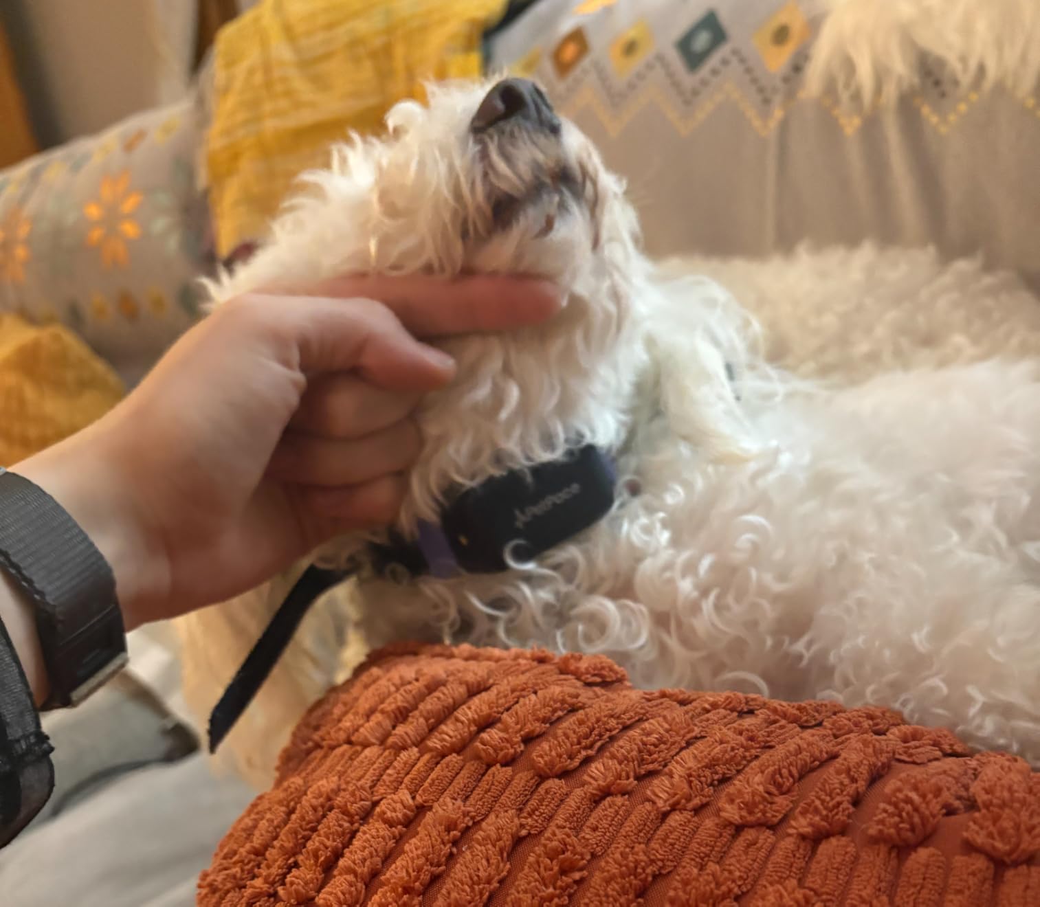 NEW Dog Health Monitor V3.0 by PetPace - AI Smart Collar with 24/7 Vital Signs, Pain & GPS Tracking, Telehealth AskaVet & Share With Your Vet, Smartwatch Sync - Subscription Required (Large) customer photo 1