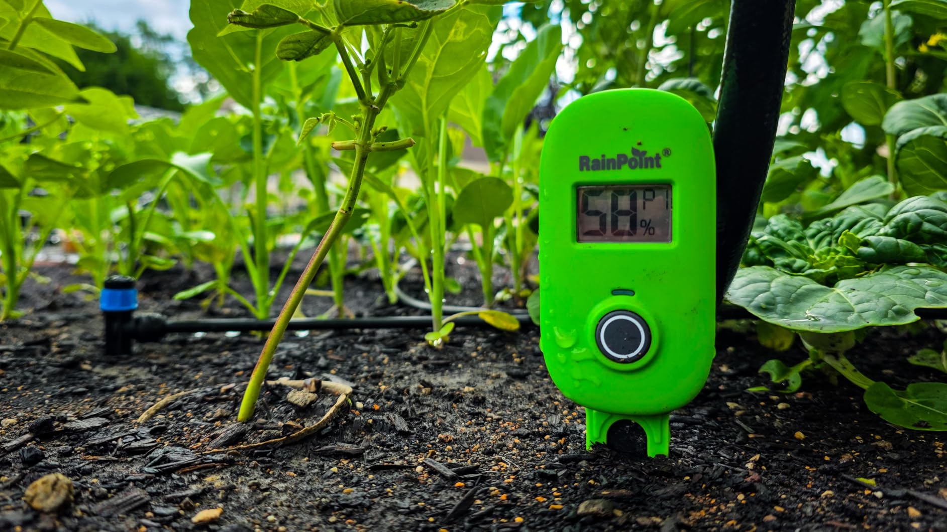 RAINPOINT Smart Soil Moisture Meter for Plants, Soil Hygrometer Sensor, Real-time Monitor Humidity Tester for Gardening, Farming, Indoor and Outdoor Plants Care, HWG023/HWG040 WiFi Hub Needed (Green) customer photo 1