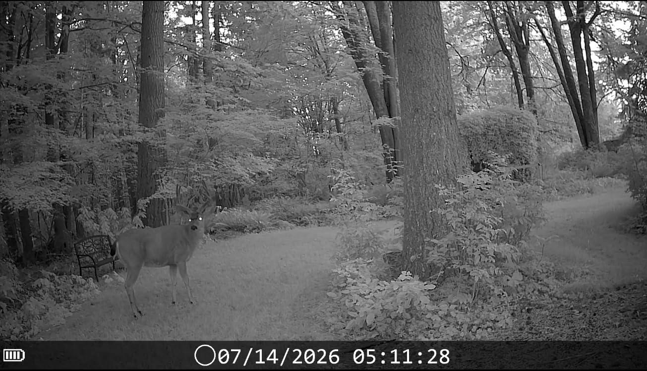DEATTI 4K 48MP Trail Camera WiFi Bluetooth Connection, Game Camera with 0.1s Trigger Time, Night Vision Motion Activated Wildlife Camera with 8 Batteries, 32 GB SD Card, IP66 Waterproof for Deer Outdoor customer photo 2